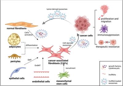 The Interaction Between Long Non-Coding RNAs and Cancer-Associated Fibroblasts in Lung Cancer